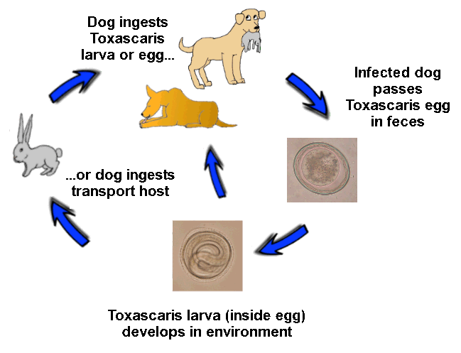 Toxascaris leonina can infect both dogs and cats alike