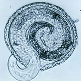 embryonated worm egg
