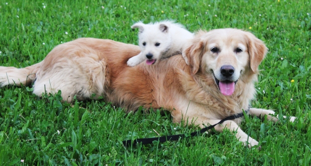 two dogs in grass