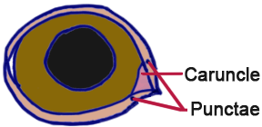 diagramme des larmes oculaires 2