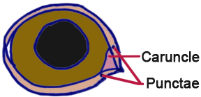 diagramma della lacrima dell'occhio 2