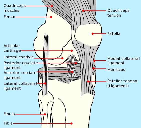 Forward View of the Canine Knee Joint