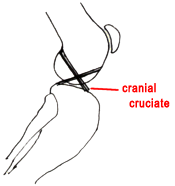 Normal Bones and Cruciate