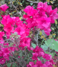 Bougainvillea wb Bougainvillea wb