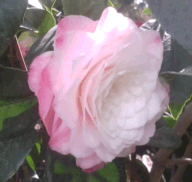 Camellia wb