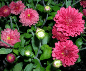 Chrysanthemum mf