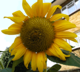 Sunflower mf
