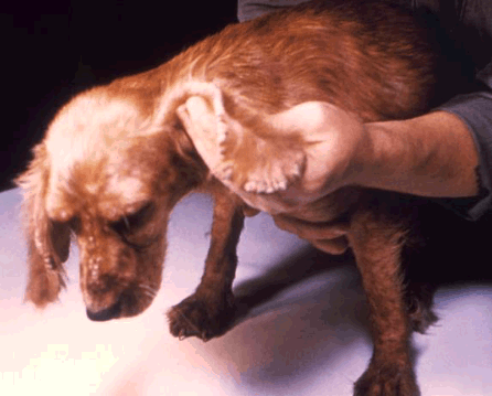 sarcoptes scabiei in dogs