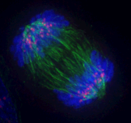 Cell in the process of division. 