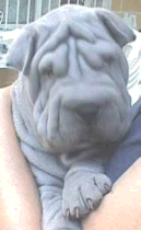 Shar Pei Shar Pei