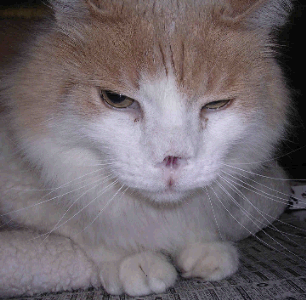 Cat after removal of nose leather.
