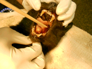 picture of squamous cell carcinoma under tongue of feline
