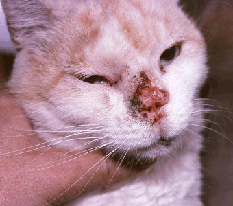 Cat with squamous cell carcinoma