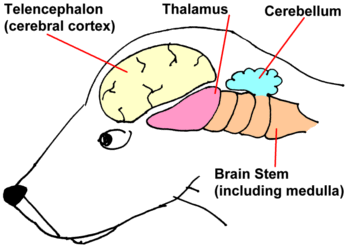 illustration of canine brain segments