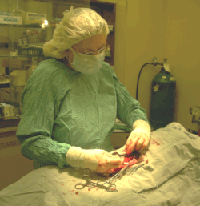 Doctor in Surgery