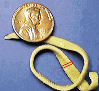 picture of Dipylidium tapeworm