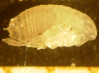 image of young flea pupa with tapeworm inside it