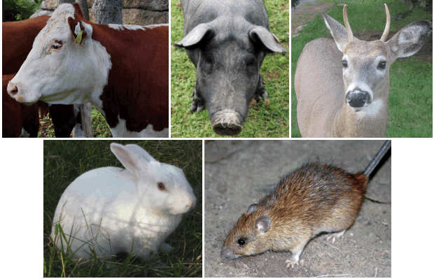 Cow Pig Deer Rabbit Rat