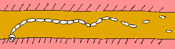 Adult tapeworm bites onto the host's intestinal wall. Segments drop off the tail.