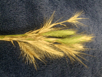 picture of foxtail plant