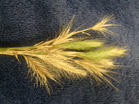 picture of foxtail plant picture of foxtail plant