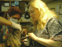Canine Spay anesthesia Canine Spay anesthesia
