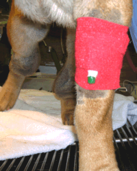Canine Spay Dog with IV catheter