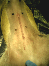 Canine Spay stitches