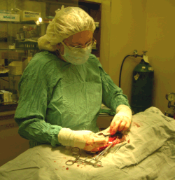 Canine Spay surgery Canine Spay surgery