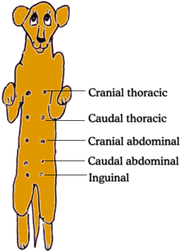 canine mammary glands canine mammary glands