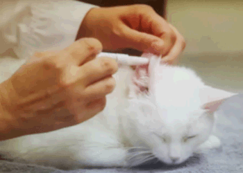 TRANSDERMAL THERAPY being performed on a Cat