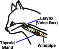 Diagram showing location of Larynx, Thyroid Gland, and Windpipe
