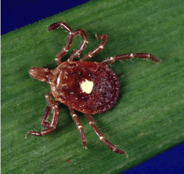 Lone Star Tick (Amblyomma americium)