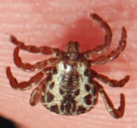 american dog tick american dog tick
