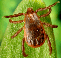 Brown Dog Tick Brown Dog Tick