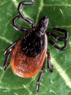 Dear Tick or Black Legged Tick Dear Tick or Black Legged Tick