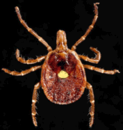 Lone Star Tick Lone Star Tick