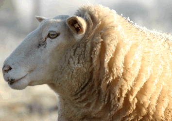 picture of a ewe