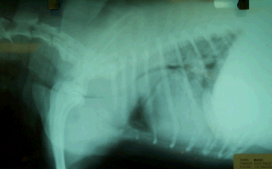 radiograph of a dog with severe tracheal collapse