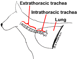 what can be done for collapsed trachea in dogs