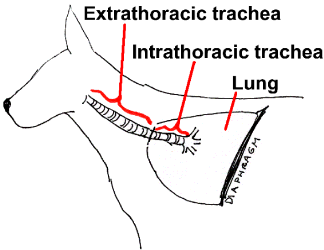 extrathoracic illustration