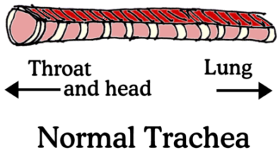 illustration of normal trachea