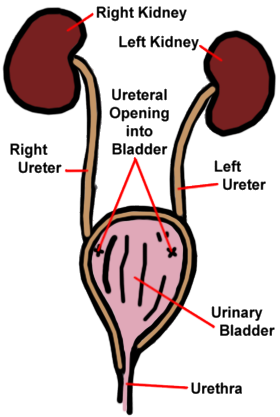 illustration of normal urinary tract