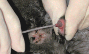 picture of inserting catheter into feline