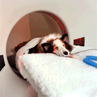 picture of dog getting CT Scan picture of dog getting CT Scan