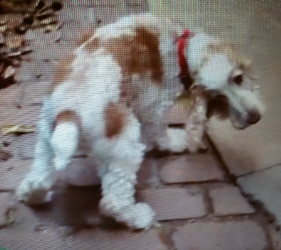 Gilbert with vestibular signs
