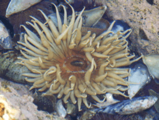 picture of a sea anemone