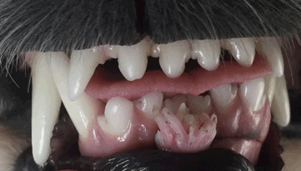 picture of a "fimbriated" oral papilloma in a dog