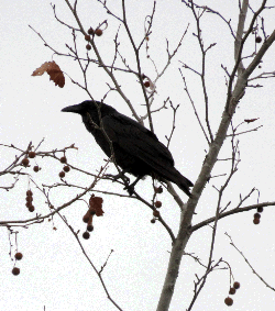 Crow in tree