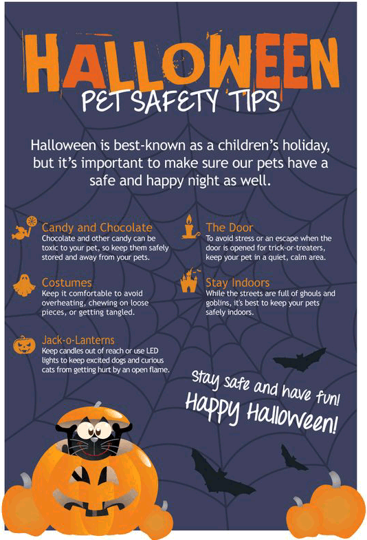 pet safety tips